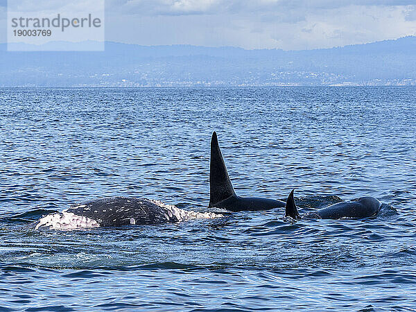 Eine Gruppe vorübergehender Killerwale (Orcinus orca)  die sich im Monterey Bay Marine Sanctuary  Kalifornien  Vereinigte Staaten von Amerika  Nordamerika  von einem Grauwalkalbkadaver ernähren