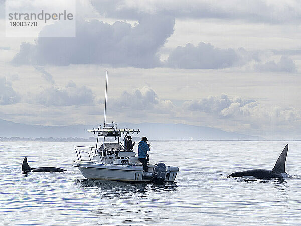 Eine Gruppe vorübergehender Schwertwale (Orcinus orca)  in der Nähe eines Walbeobachtungsbootes im Monterey Bay Marine Sanctuary  Kalifornien  Vereinigte Staaten von Amerika  Nordamerika