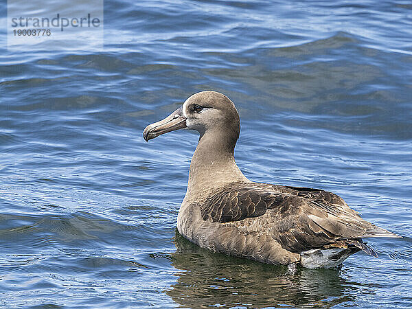 Ausgewachsener Schwarzfußalbatros (Phoebastria nigripes)  auf dem Wasser im Monterey Bay Marine Sanctuary  Monterey  Kalifornien  Vereinigte Staaten von Amerika  Nordamerika