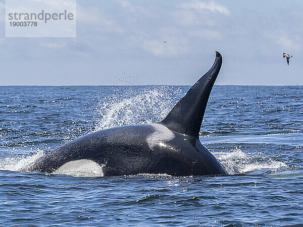 Eine Gruppe vorübergehender Killerwale (Orcinus orca)  die sich im Monterey Bay Marine Sanctuary  Kalifornien  Vereinigte Staaten von Amerika  Nordamerika  von einem Grauwalkalbkadaver ernähren