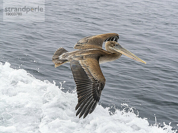 Jungbrauner Pelikan (Pelecanus occidentalis)  im Flug im Monterey Bay Marine Sanctuary  Monterey  Kalifornien  Vereinigte Staaten von Amerika  Nordamerika