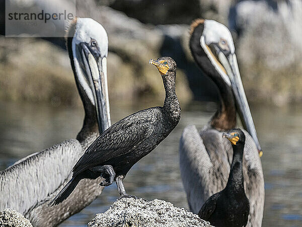 Ausgewachsener Doppelkammkormoran (Nannopterum auritum)  zwischen braunen Pelikanen  Isla Ildefonso  Baja California  Mexiko  Nordamerika