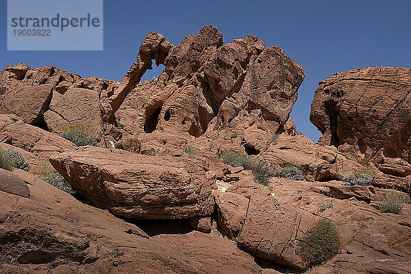 Elephant Rock  natürliche Felsformation  Valley of Fire State Park  Nevada  Vereinigte Staaten von Amerika  Nordamerika