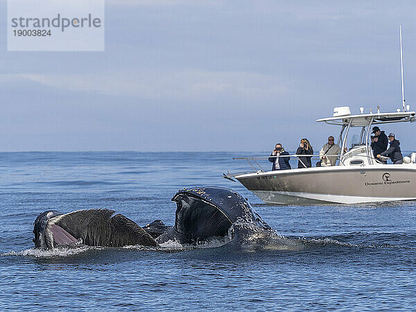 Ein erwachsener Buckelwal (Megaptera novaeangliae)  der sich an der Oberfläche im Monterey Bay Marine Sanctuary  Kalifornien  Vereinigte Staaten von Amerika  Nordamerika  ernährt