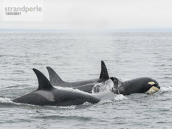 Vorübergehende Schwertwale (Orcinus orca)  die im Monterey Bay Marine Sanctuary  Monterey  Kalifornien  Vereinigte Staaten von Amerika  Nordamerika auftauchen