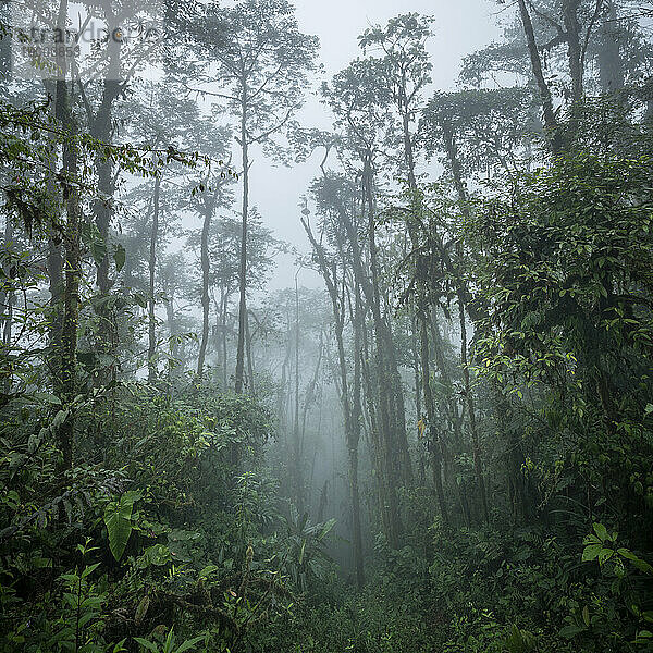 Der Nebelwald  Mashpi Lodge  Reserva Mashpi Amagusa  Pichincha  Ecuador  Südamerika