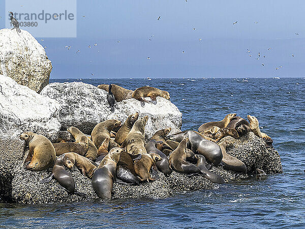 Kalifornische Seelöwen (Zalophus californianus)  ausgeschleppt im Monterey Bay National Marine Sanctuary  Kalifornien  Vereinigte Staaten von Amerika  Nordamerika