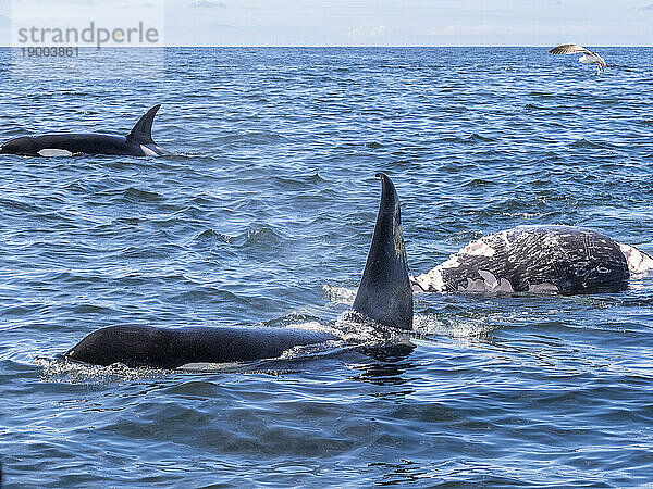 Eine Gruppe vorübergehender Killerwale (Orcinus orca)  die sich im Monterey Bay Marine Sanctuary  Kalifornien  Vereinigte Staaten von Amerika  Nordamerika  von einem Grauwalkalbkadaver ernähren