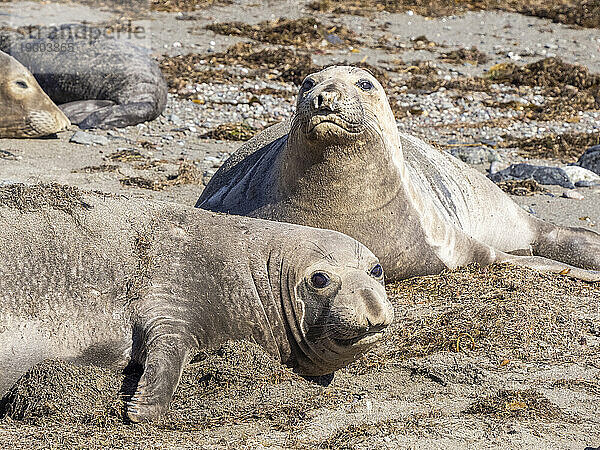 Ausgewachsene Nördliche See-Elefanten (Mirounga angustirostris)  Insel Benito del Oeste  Baja California  Mexiko  Nordamerika