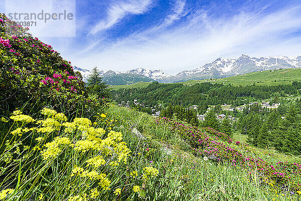 Bunte Blumen im Sommer  Madesimo  Valle Spluga  Veltlin  Lombardei  Italien  Europa