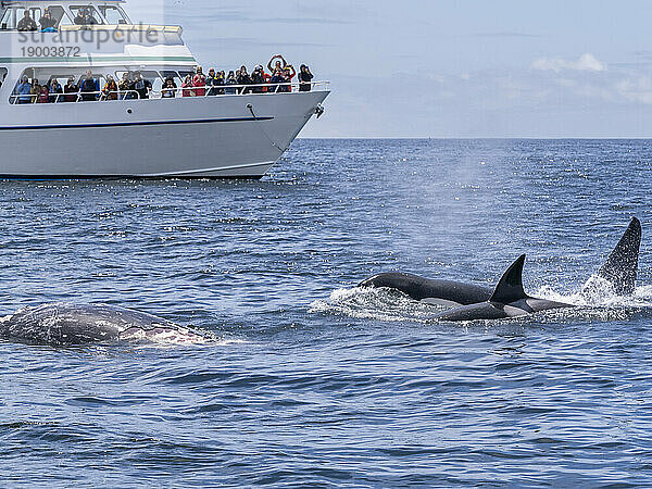 Eine Gruppe vorübergehender Killerwale (Orcinus orca)  die sich im Monterey Bay Marine Sanctuary  Kalifornien  Vereinigte Staaten von Amerika  Nordamerika  von einem Grauwalkalbkadaver ernähren