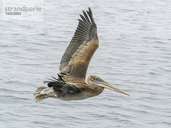 Jungbrauner Pelikan (Pelecanus occidentalis)  im Flug im Monterey Bay Marine Sanctuary  Monterey  Kalifornien  Vereinigte Staaten von Amerika  Nordamerika