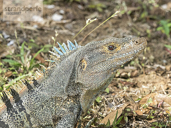 Ein ausgewachsener schwarzer Stachelschwanzleguan (Ctenosaura similis) auf dem Boden auf der Insel Barro Colorado  Panama  Mittelamerika