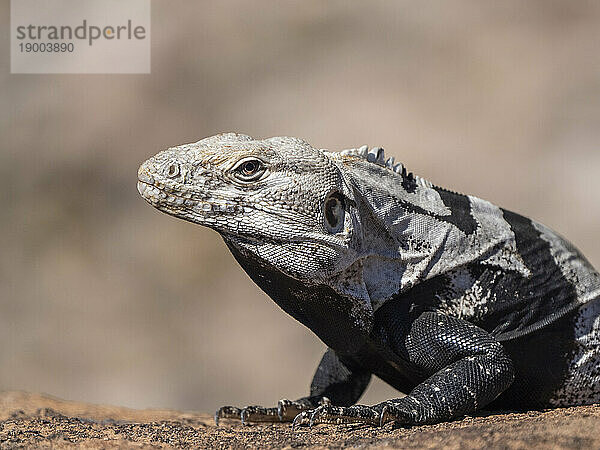 Erwachsener Stachelschwanzleguan (Ctenosaura conspicuosa)  der sich in der Sonne sonnt  Isla San Esteban  Baja California  Mexiko  Nordamerika