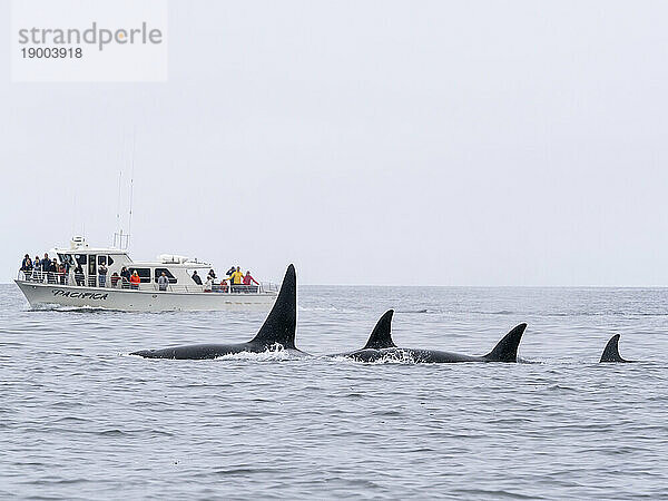 Eine Gruppe vorübergehender Schwertwale (Orcinus orca)  in der Nähe eines Walbeobachtungsbootes im Monterey Bay Marine Sanctuary  Kalifornien  Vereinigte Staaten von Amerika  Nordamerika