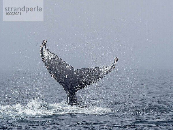 Fluke eines erwachsenen Buckelwals (Megaptera novaeangliae)  der seinen Schwanz im Monterey Bay Marine Sanctuary wirft  Kalifornien  Vereinigte Staaten von Amerika  Nordamerika