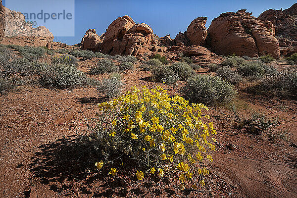 Whitestem Paperflower (Psilostrophe cooperi) (Cooper's Paperflower) (Paper Daisy) (Paper Flower)  in Wüstenumgebung  Valley of Fire State Park  Nevada  Vereinigte Staaten von Amerika  Nordamerika