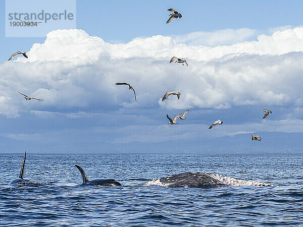 Eine Gruppe vorübergehender Killerwale (Orcinus orca)  die sich im Monterey Bay Marine Sanctuary  Kalifornien  Vereinigte Staaten von Amerika  Nordamerika  von einem Grauwalkalbkadaver ernähren