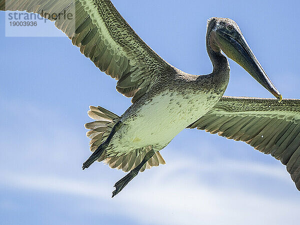 Jungbrauner Pelikan (Pelecanus occidentali) im Flug in Concepcion Bay  Baja California  Mexiko  Nordamerika