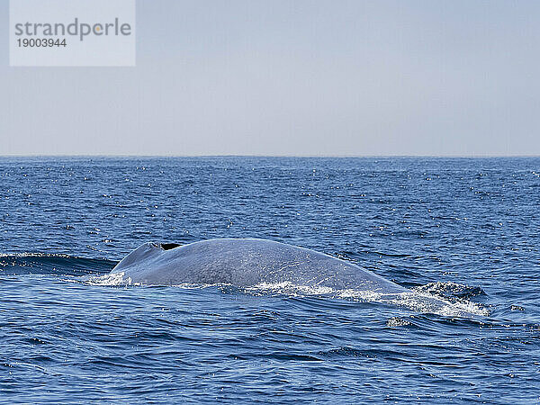 Erwachsener Blauwal (Balaenoptera musculus)  der im Monterey Bay Marine Sanctuary  Kalifornien  Vereinigte Staaten von Amerika  Nordamerika auftaucht