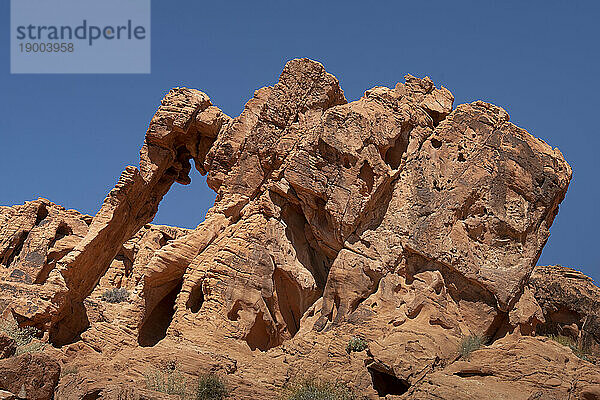 Elephant Rock  natürliche Felsformation  Valley of Fire State Park  Nevada  Vereinigte Staaten von Amerika  Nordamerika