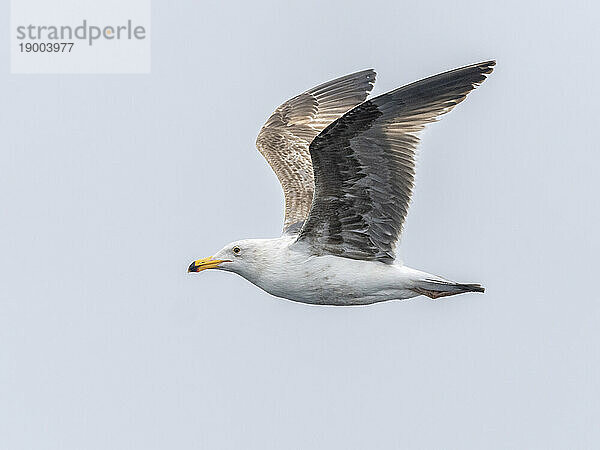 Junge Kalifornische Möwe (Larus californicus)  im Flug im Monterey Bay Marine Sanctuary  Monterey  Kalifornien  Vereinigte Staaten von Amerika  Nordamerika