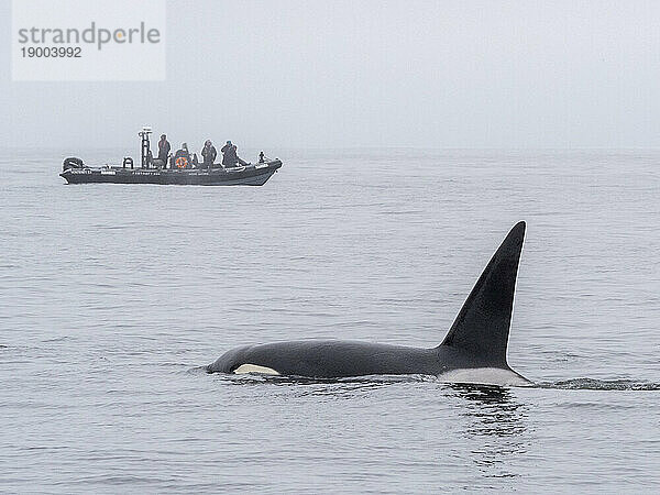 Eine Gruppe vorübergehender Schwertwale (Orcinus orca)  in der Nähe eines Walbeobachtungsbootes im Monterey Bay Marine Sanctuary  Kalifornien  Vereinigte Staaten von Amerika  Nordamerika