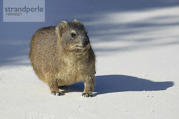 Hyrax (Procavia capensis) on white sand  Boulder's Beach  Cape Town  South Africa  Africa