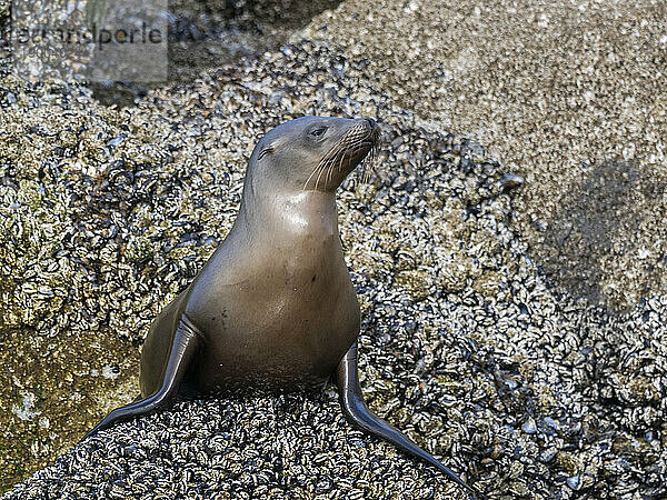 Kalifornischer Seelöwe (Zalophus californianus)  herausgeholt im Monterey Bay National Marine Sanctuary  Kalifornien  Vereinigte Staaten von Amerika  Nordamerika