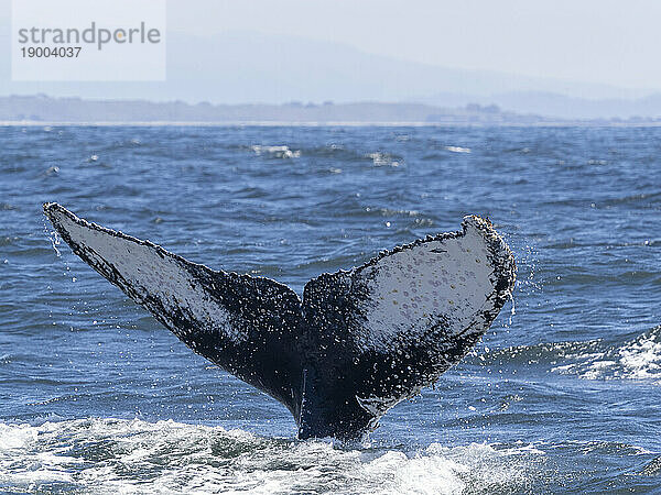 Ein ausgewachsener Buckelwal (Megaptera novaeangliae) taucht beim Tauchgang im Monterey Bay Marine Sanctuary  Kalifornien  Vereinigte Staaten von Amerika  Nordamerika auf