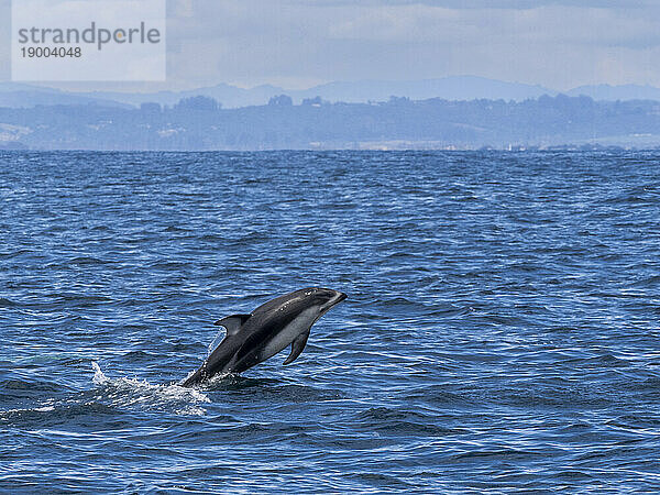 Erwachsener Pazifischer Weißseitendelfin (Lagenorhynchus obliquidens)  der im Monterey Bay Marine Sanctuary  Kalifornien  Vereinigte Staaten von Amerika  Nordamerika durchbricht