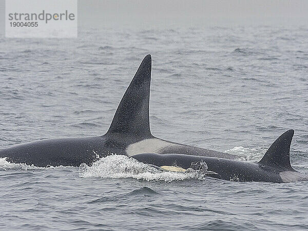 Eine Gruppe vorübergehender Killerwale (Orcinus orca)  die im Monterey Bay Marine Sanctuary  Kalifornien  Vereinigte Staaten von Amerika  Nordamerika einen See-Elefanten fangen und töten