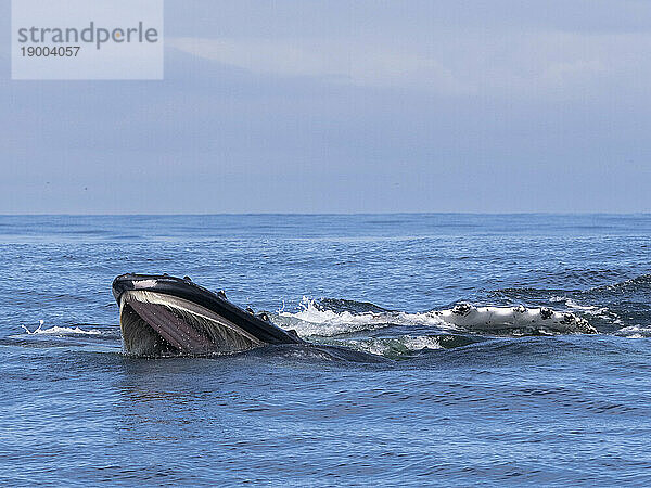 Ein erwachsener Buckelwal (Megaptera novaeangliae)  der sich an der Oberfläche im Monterey Bay Marine Sanctuary  Kalifornien  Vereinigte Staaten von Amerika  Nordamerika  ernährt