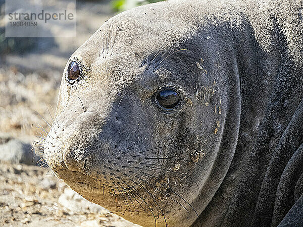 Junger Nördlicher Seeelefant (Mirounga angustirostris)  Kopfdetail  Insel Benito del Oeste  Baja California  Mexiko  Nordamerika