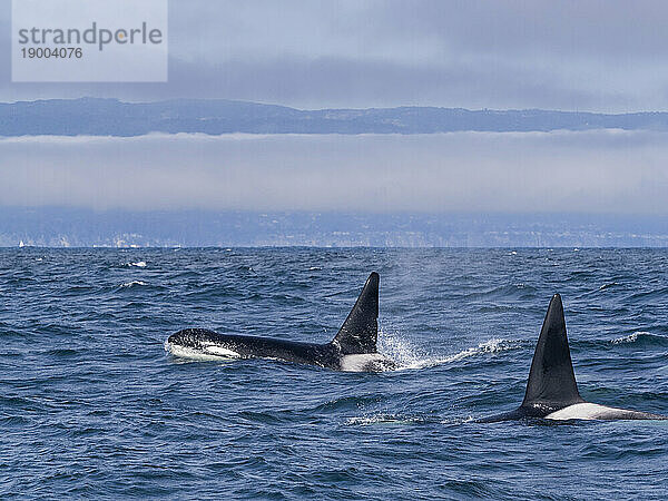 Vorübergehende männliche Killerwale (Orcinus orca)  die im Monterey Bay Marine Sanctuary  Monterey  Kalifornien  Vereinigte Staaten von Amerika  Nordamerika auftauchen