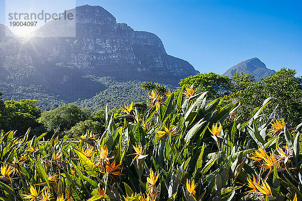 Blick auf den Botanischen Garten Kirstenbosch  Kapstadt  Südafrika  Afrika