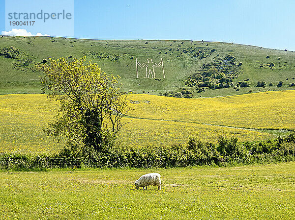 Der lange Mann von Wilmington  eine Hügelschnitzerei in den Sussex Downs  möglicherweise neolithisch  15. Jahrhundert oder später  oberhalb des Dorfes Wilmington  East Sussex  England  Vereinigtes Königreich  Erope