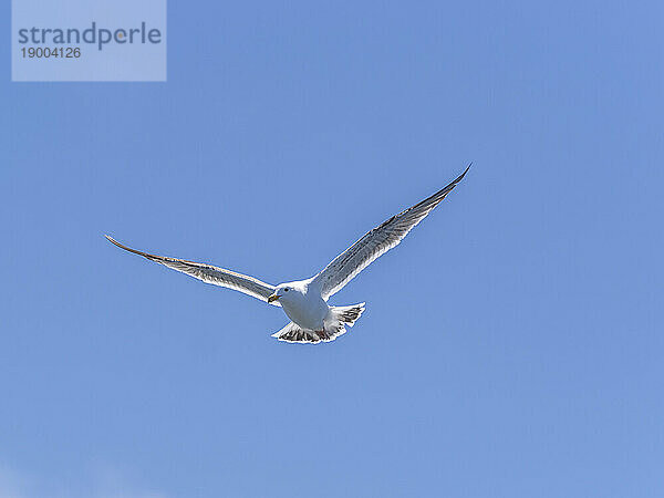 Junge Kalifornische Möwe (Larus californicus)  im Flug im Monterey Bay Marine Sanctuary  Monterey  Kalifornien  Vereinigte Staaten von Amerika  Nordamerika