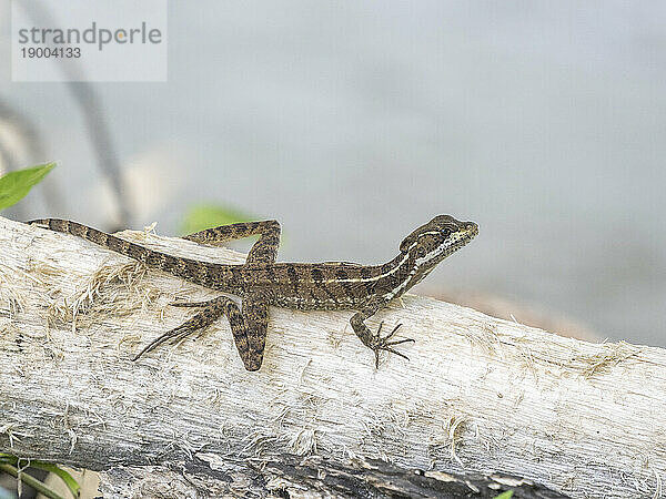 Juveniler Gemeiner Basilisk (Basiliscus basiliscus)  auf einem Baum auf der Insel Coiba  Panama  Mittelamerika