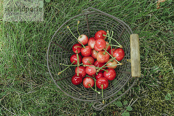 Basket of red cherries on grass in garden