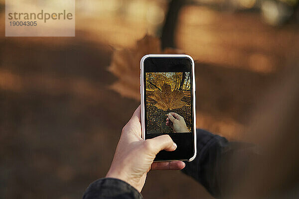 Frau fotografiert Ahornblatt mit Smartphone