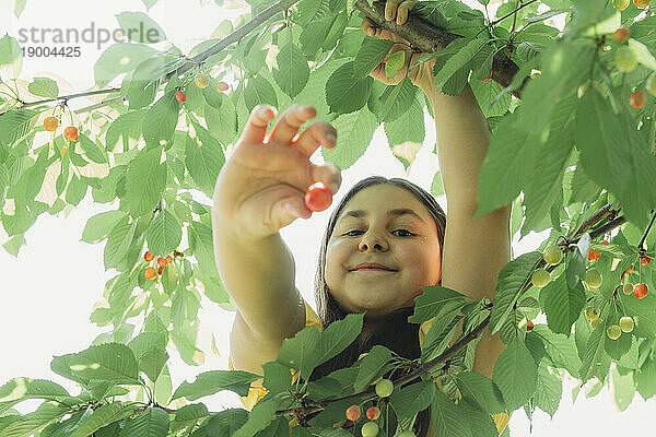 Glückliches Mädchen pflückt Kirschen vom Baum im Garten