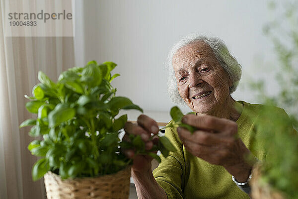 Smiling woman examining basil plant at home