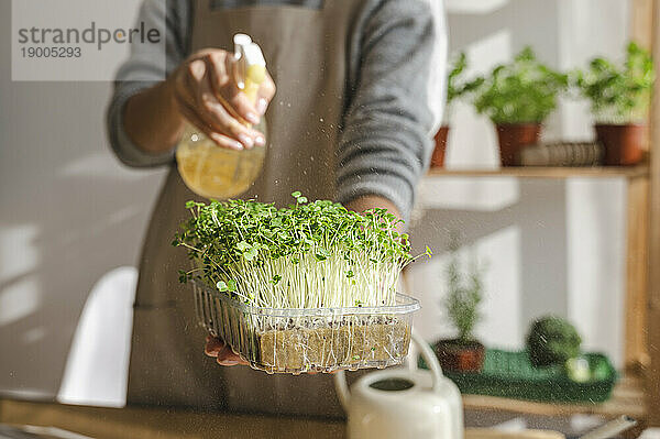 Frau sprüht zu Hause Wasser auf frische Microgreens