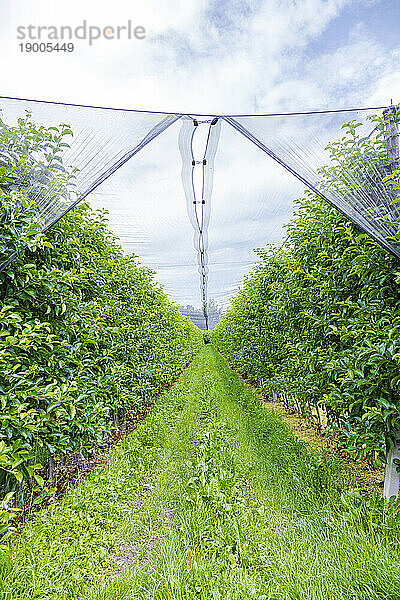 Green apple plantation in rows at farm