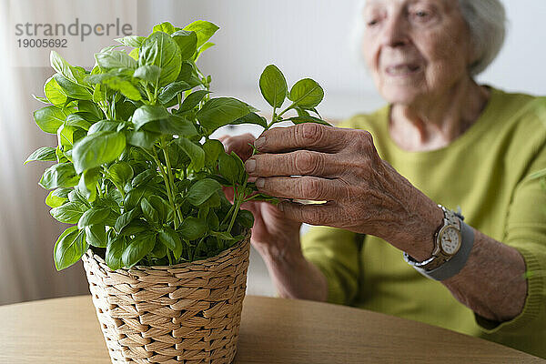 Ältere Frau pflückt zu Hause Basilikumblätter von der Pflanze