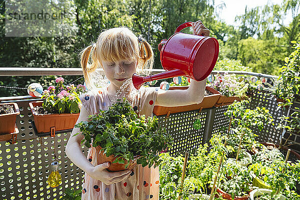 Blondes Mädchen gießt Oreganopflanze auf Balkon