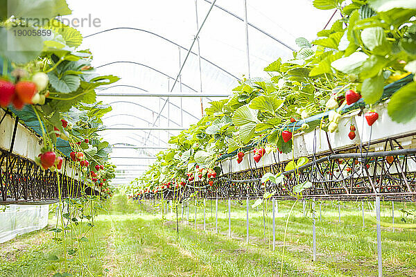 Strawberry plantation at field in springtime