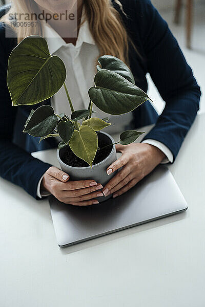 Geschäftsfrau sitzt mit Topfpflanze und Laptop am Schreibtisch