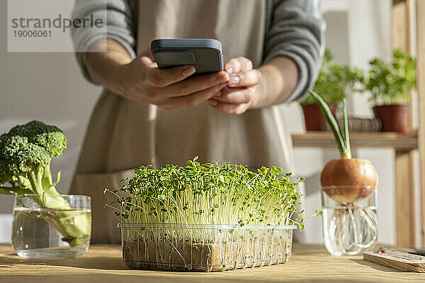 Frau fotografiert frische Microgreens auf dem heimischen Tisch